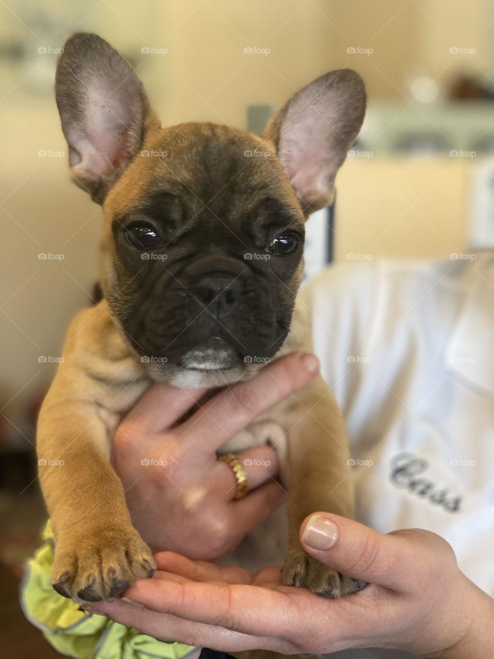 Frenchie puppy