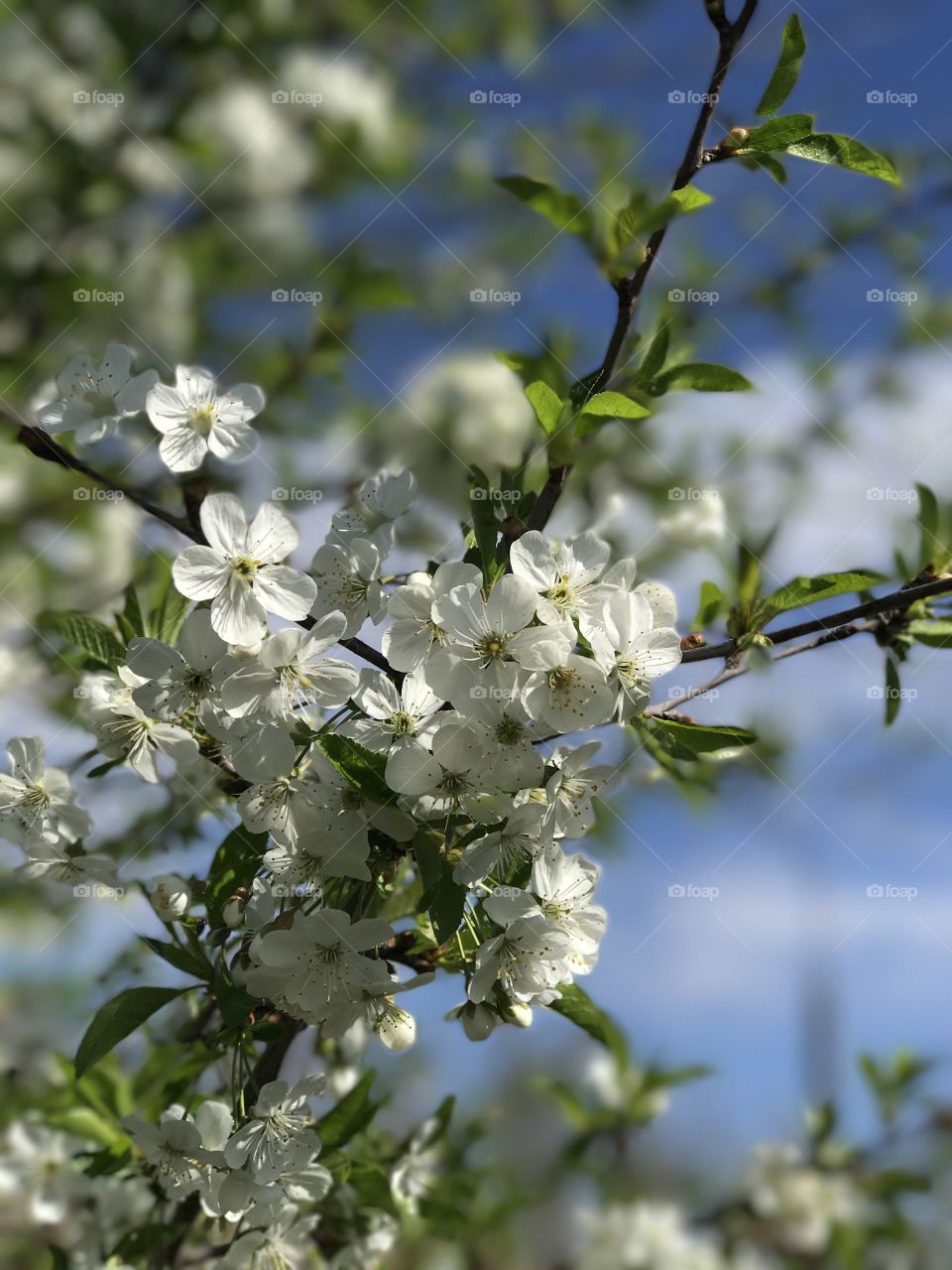 Spring blooming branch 