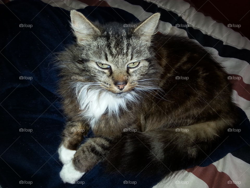 Beautiful long haired angora cat, “Patches”looming bored but she wants attention. 