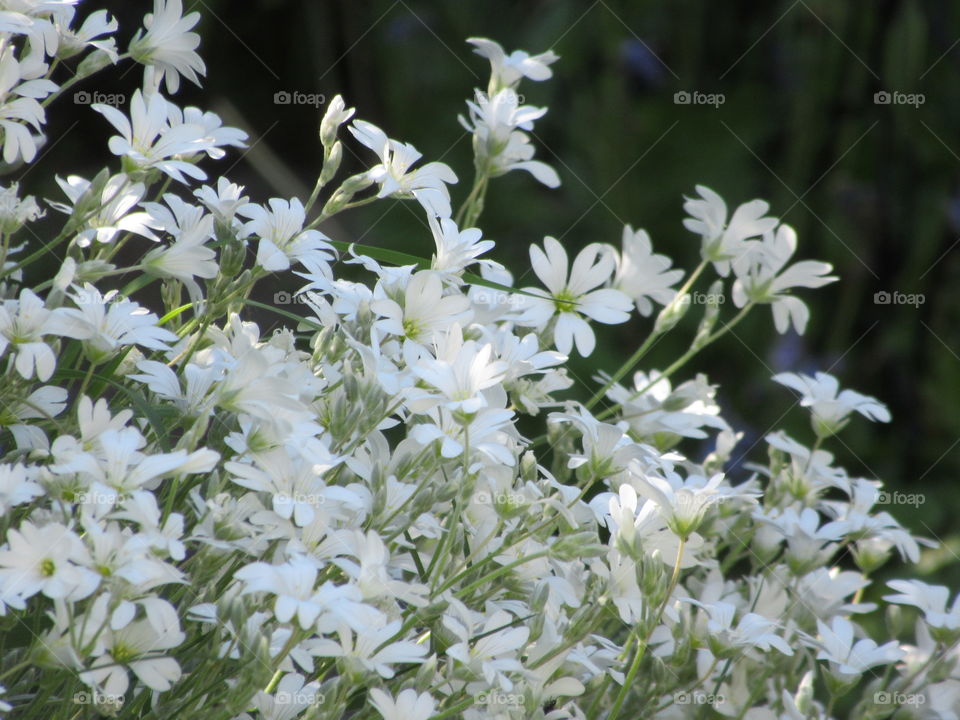 Snow-in-summer