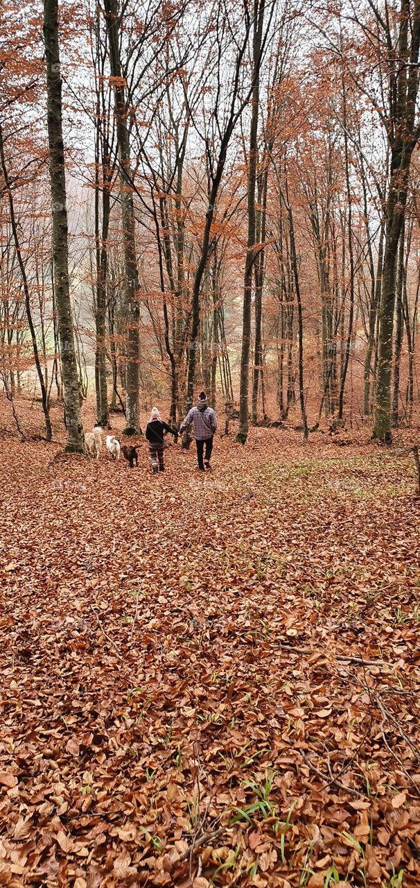 Autumn on the forest