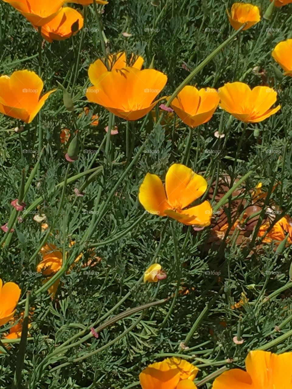 California poppys