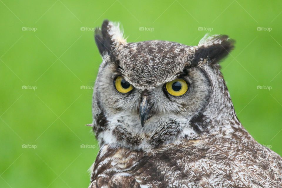 Owl close up portrait