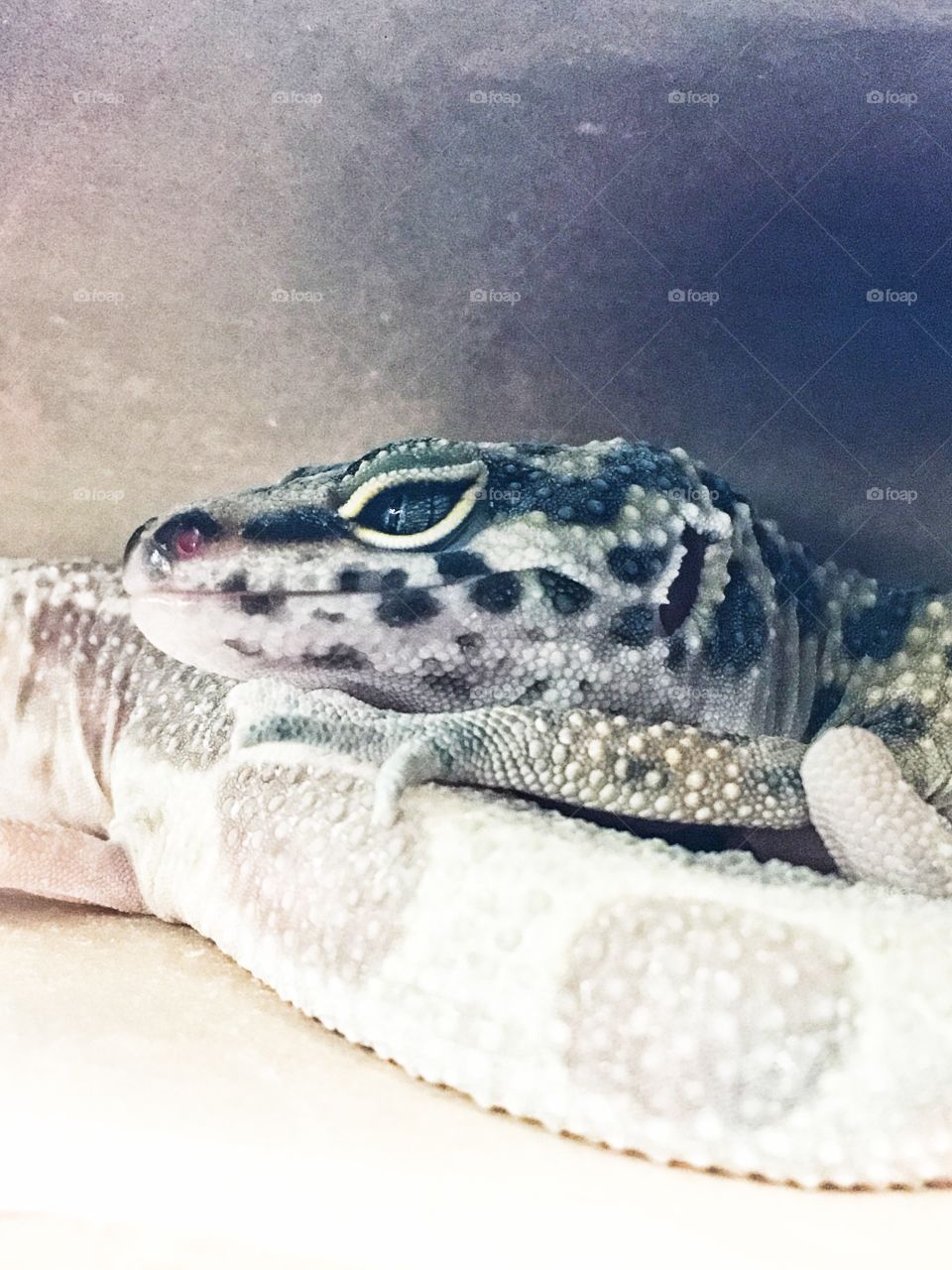 Leopard gecko resting