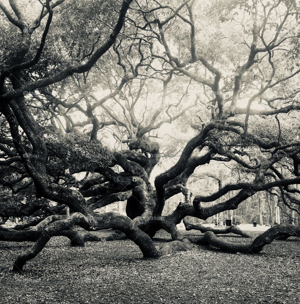 Angel Oak side view 