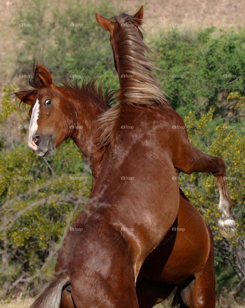 Horseplay Between Two Wild Stallions