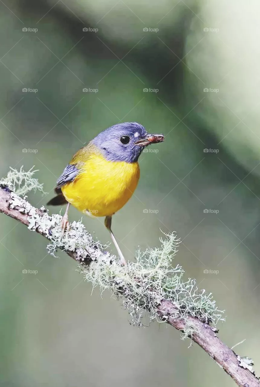 bird