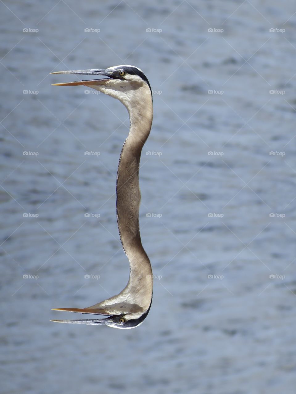 Great blue heron head shot.
