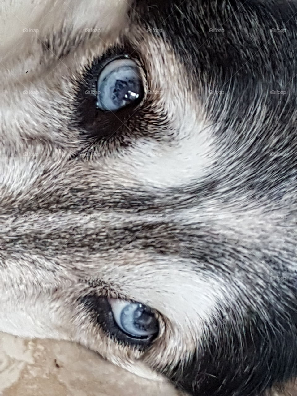 Blue Eyed Dog