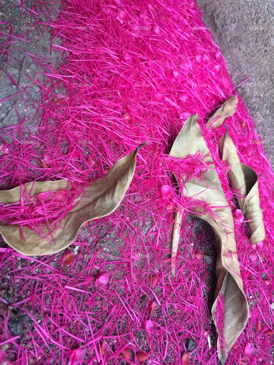 Fallen Apple Blossoms & Dried Leaves