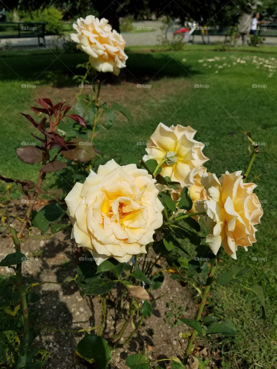 a rose bush inside of the dikman vadesi park in Ankara Turkey