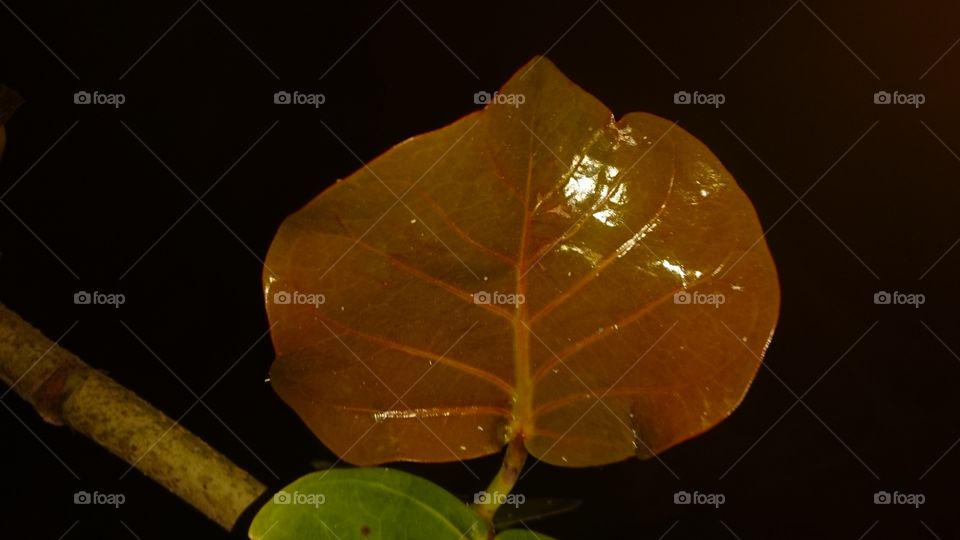 Leaf, No Person, Nature, One, Light