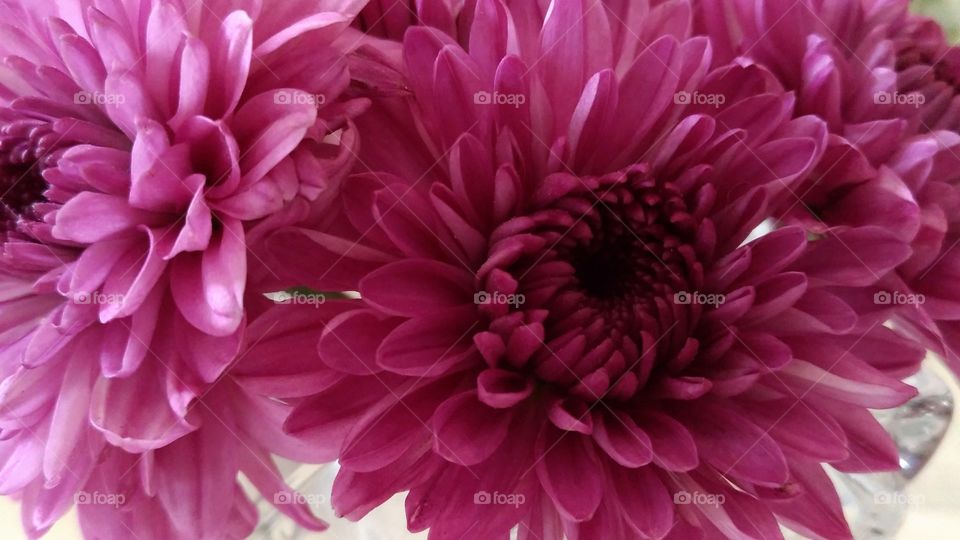A Pinky Flowers