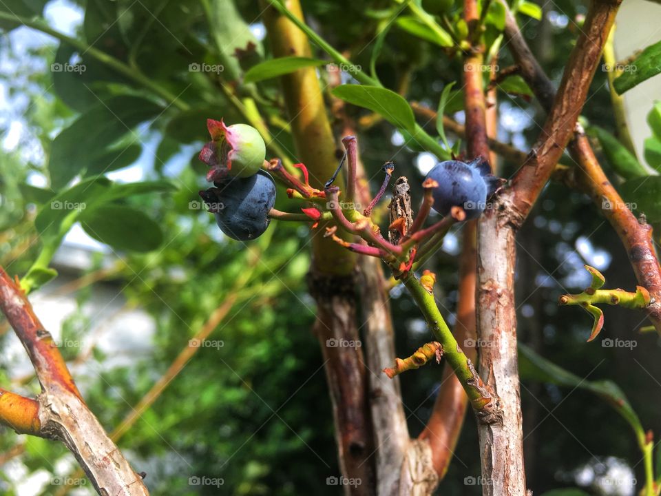 Blueberry’s are starting to ripen on its bush and they are enjoying the warm sun 