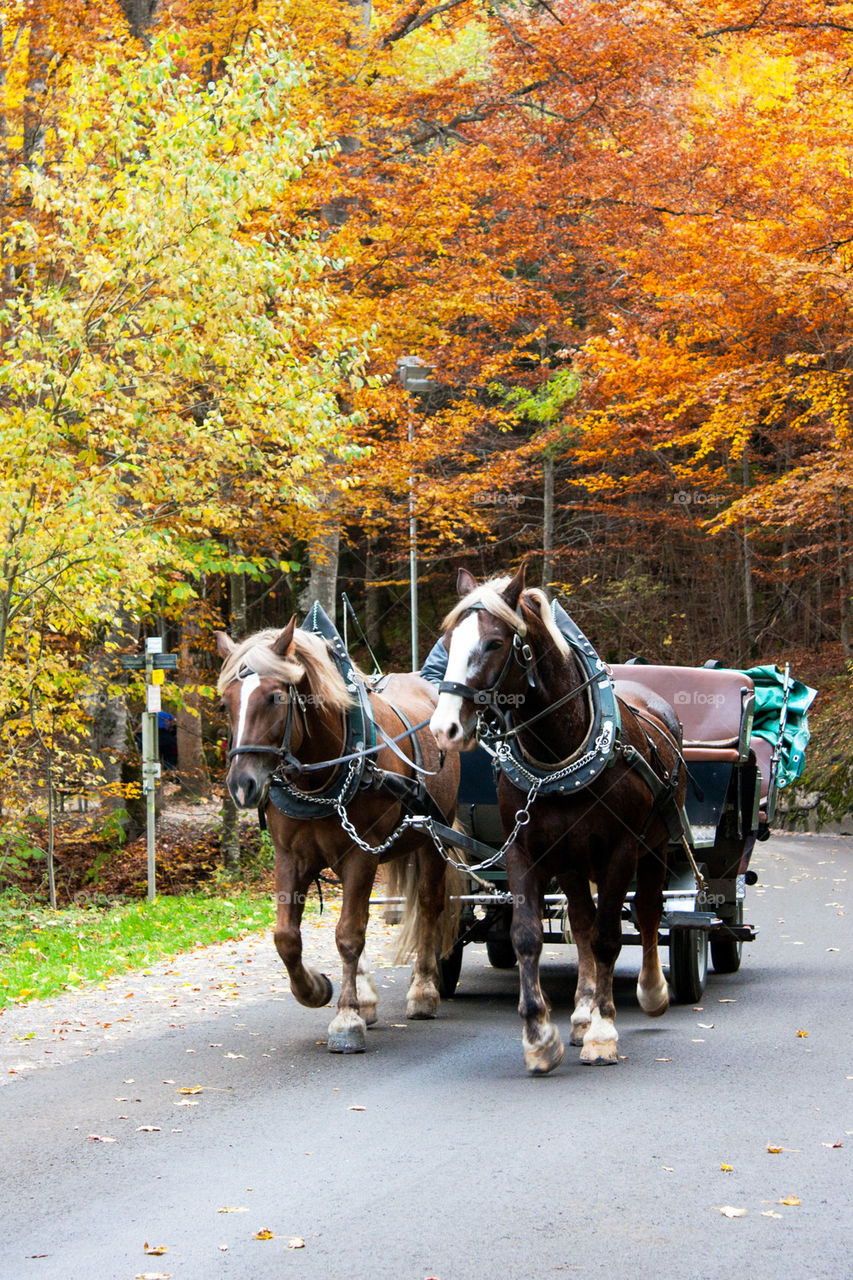 horsedrawn on the road