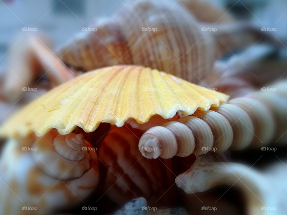 Close-up of conch shell and scallop