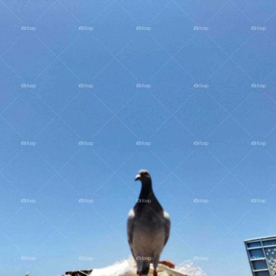 Beautiful pigeon looking at camera.