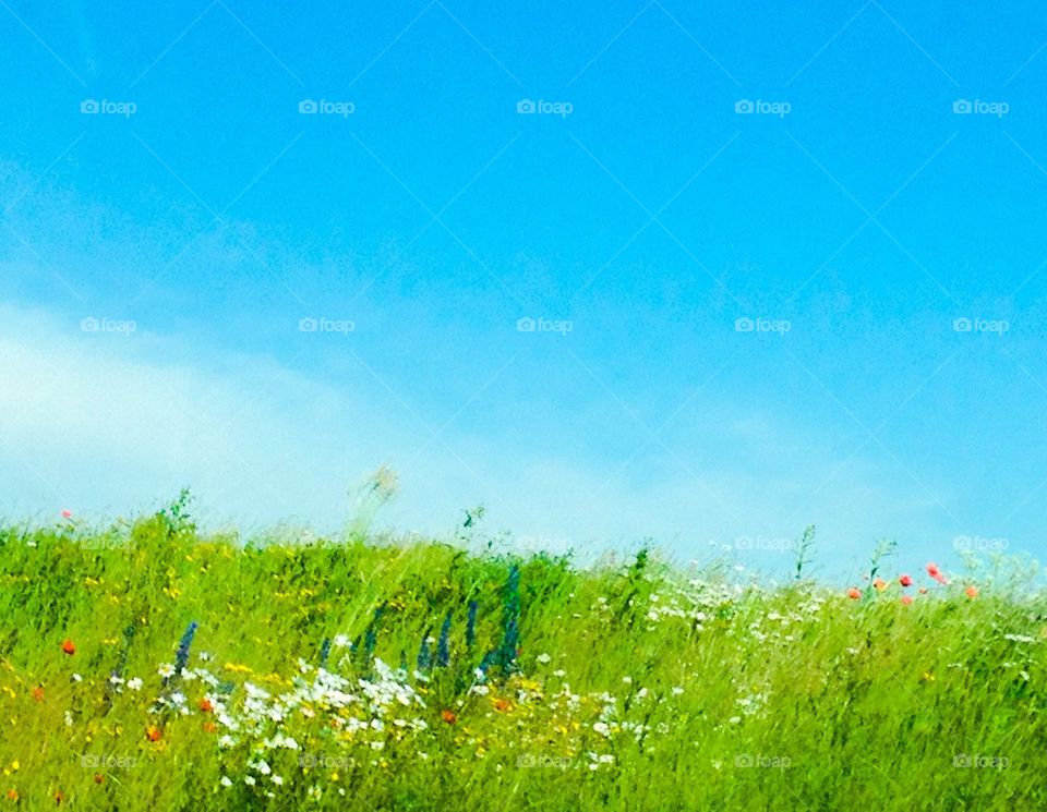 Summerday. Summer field 