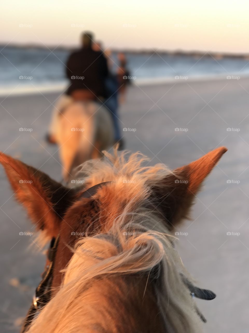 View from atop a horse