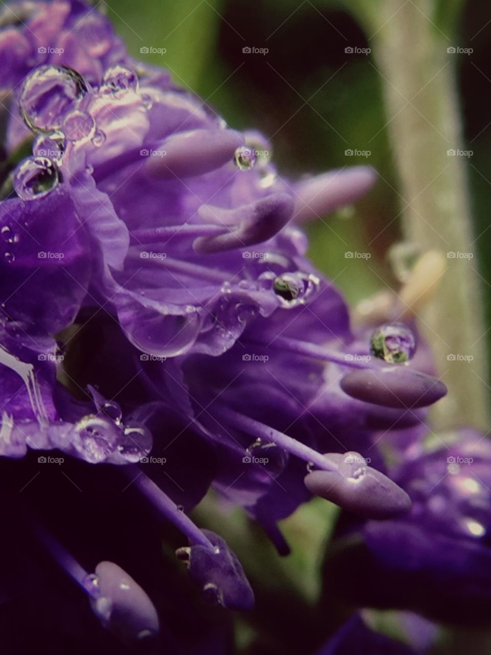 Orbs in the Rain. Nothing beats real magic