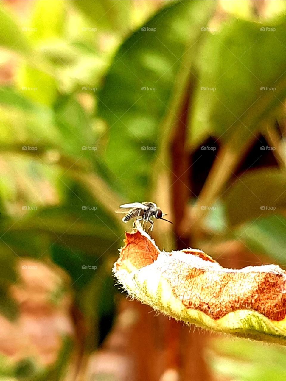 On March 1, 2024, the famous Moroccan tank stood poised in its distinctive camouflage, reflecting the strength and power of the country's military. With its robust armored structure and advanced weaponry,