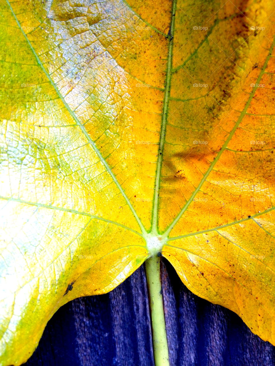 Yellow Fig Leaf