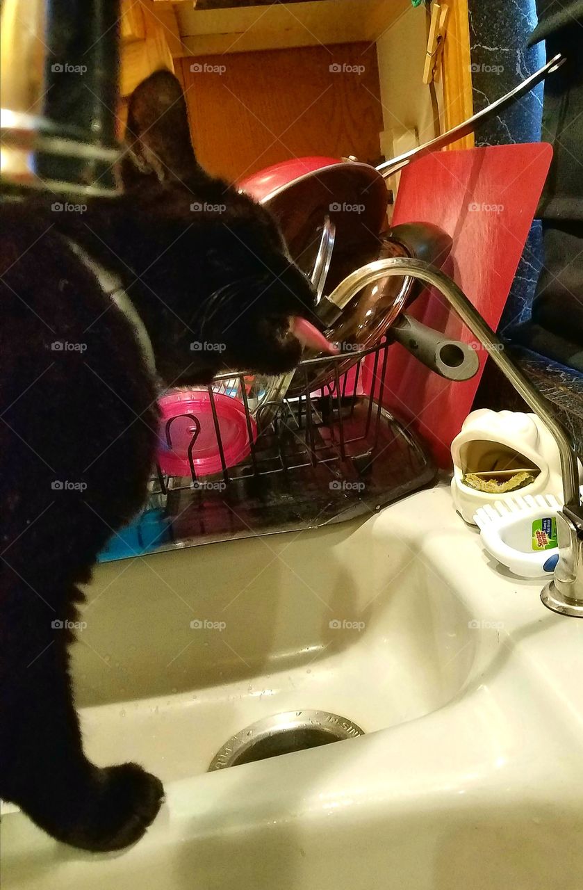 Black cat licking from sink water spout for drink, pink tongue sticking out as she licks. Shes standing in the sink with the dishes all around herš¾