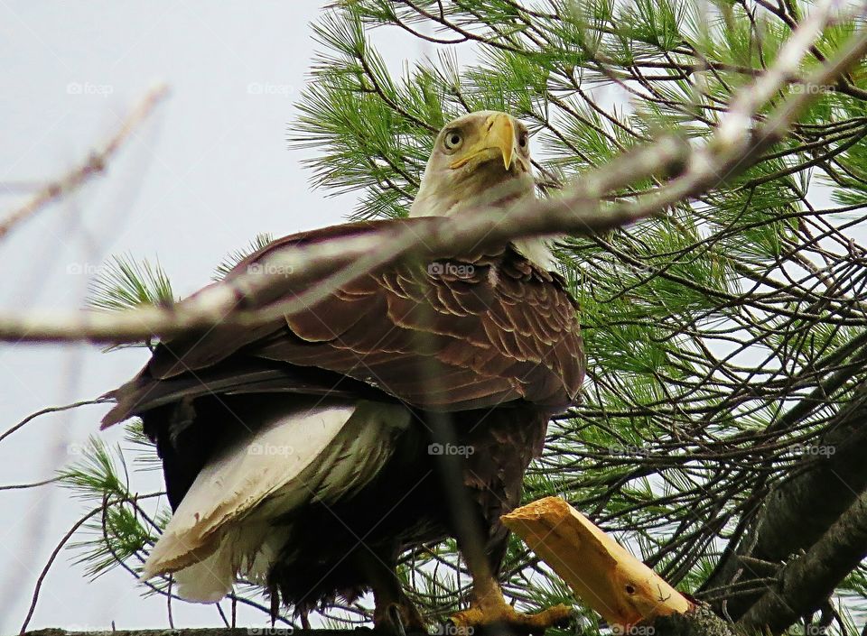 Bald Eagle staring out