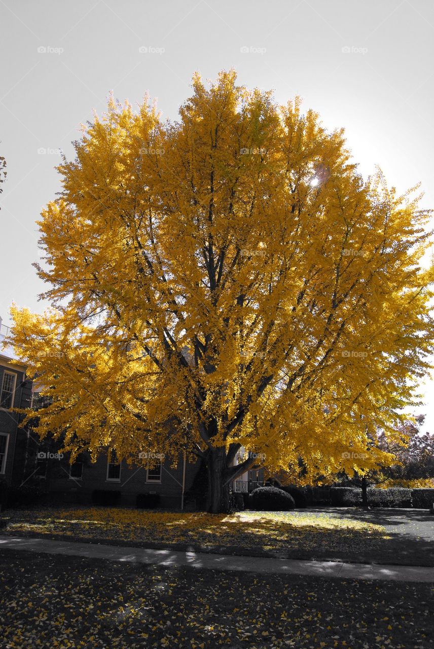 Ginkgo Tree