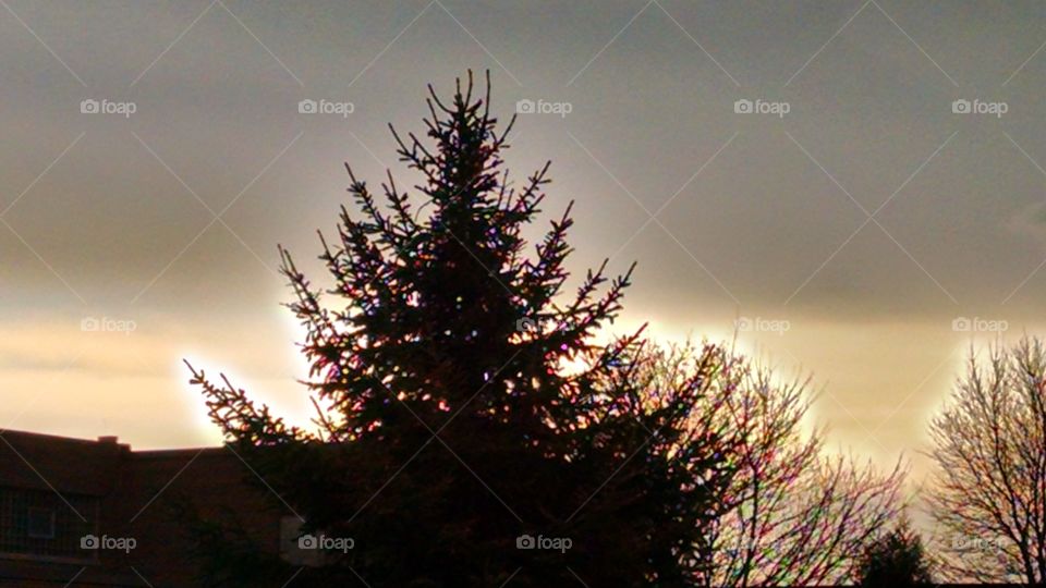 Winter, No Person, Tree, Christmas, Sunset