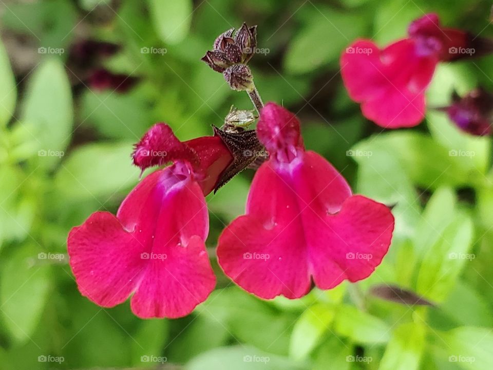 Magenta pink colored salvia greggii
Autumn sage flowers