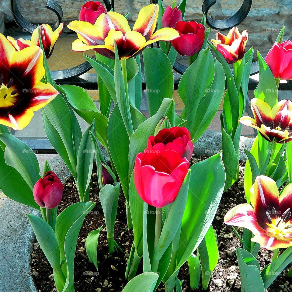 Tulips