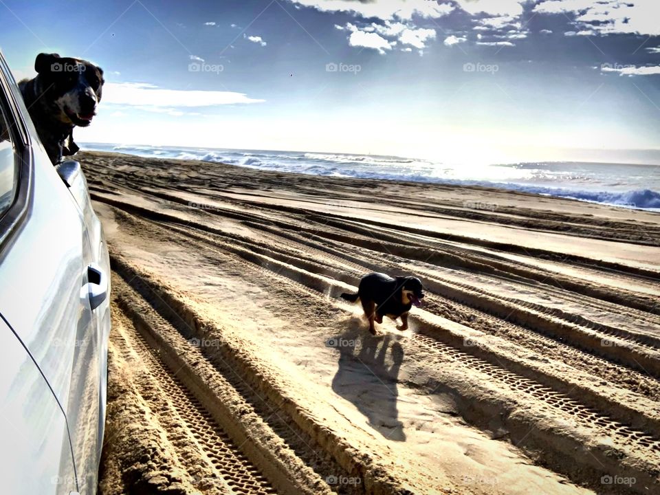 Nothing like a morning run after a big night camping at Belmont beach! Tessa the Kelpie loving life!