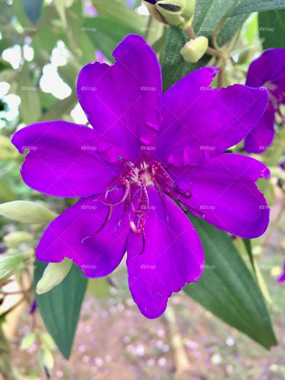 🌹 🇺🇸 Very beautiful flowers to brighten our day.  Live nature and its beauty. Did you like the delicate petals? / 🇧🇷 Flores muito bonitas para alegrar nosso dia. Viva a natureza e sua beleza. Gostaram das pétalas delicadas? 