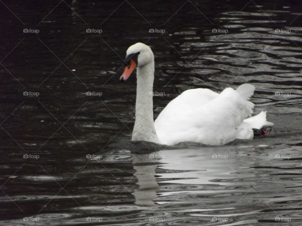 Swan, Bird, Water, No Person, Lake