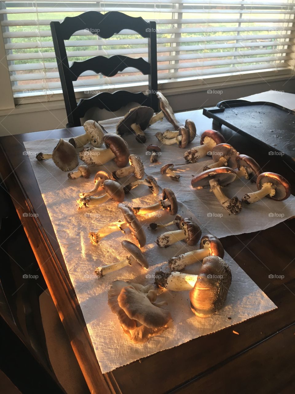 Wine cap mushrooms 
