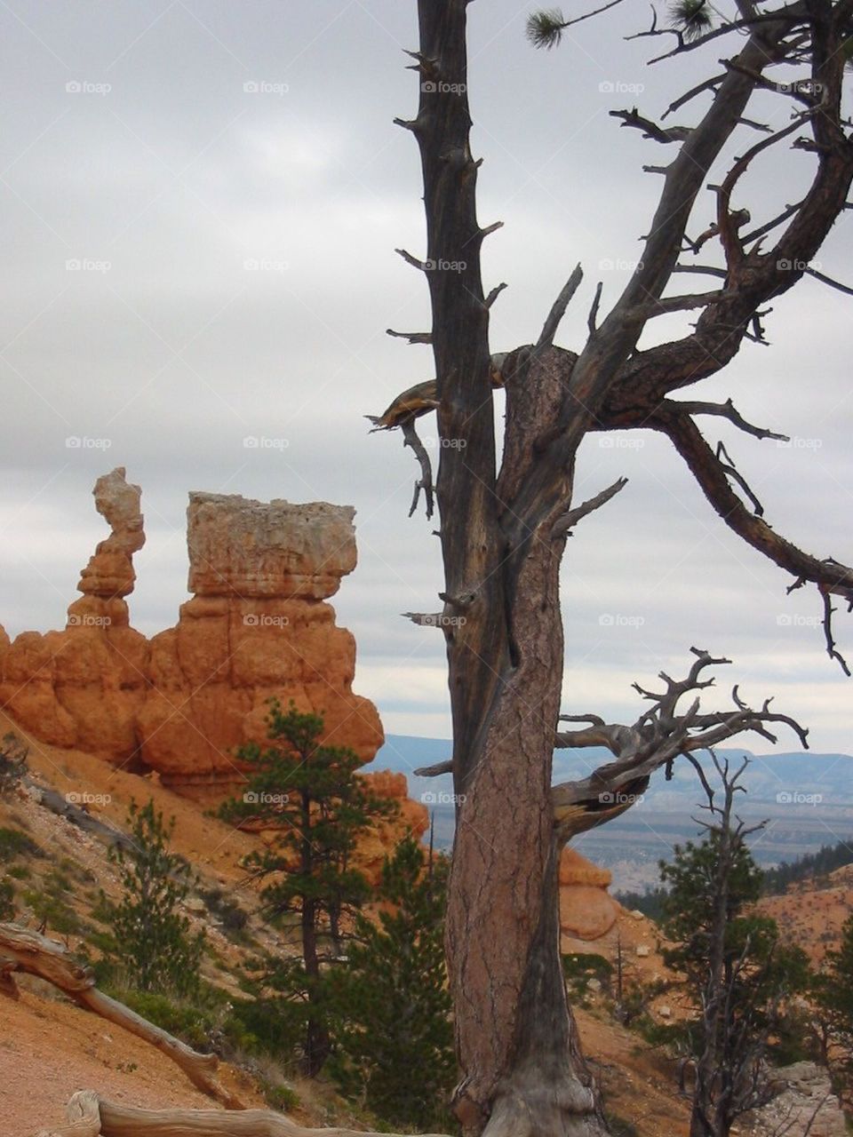 Hoodoos of Bryce