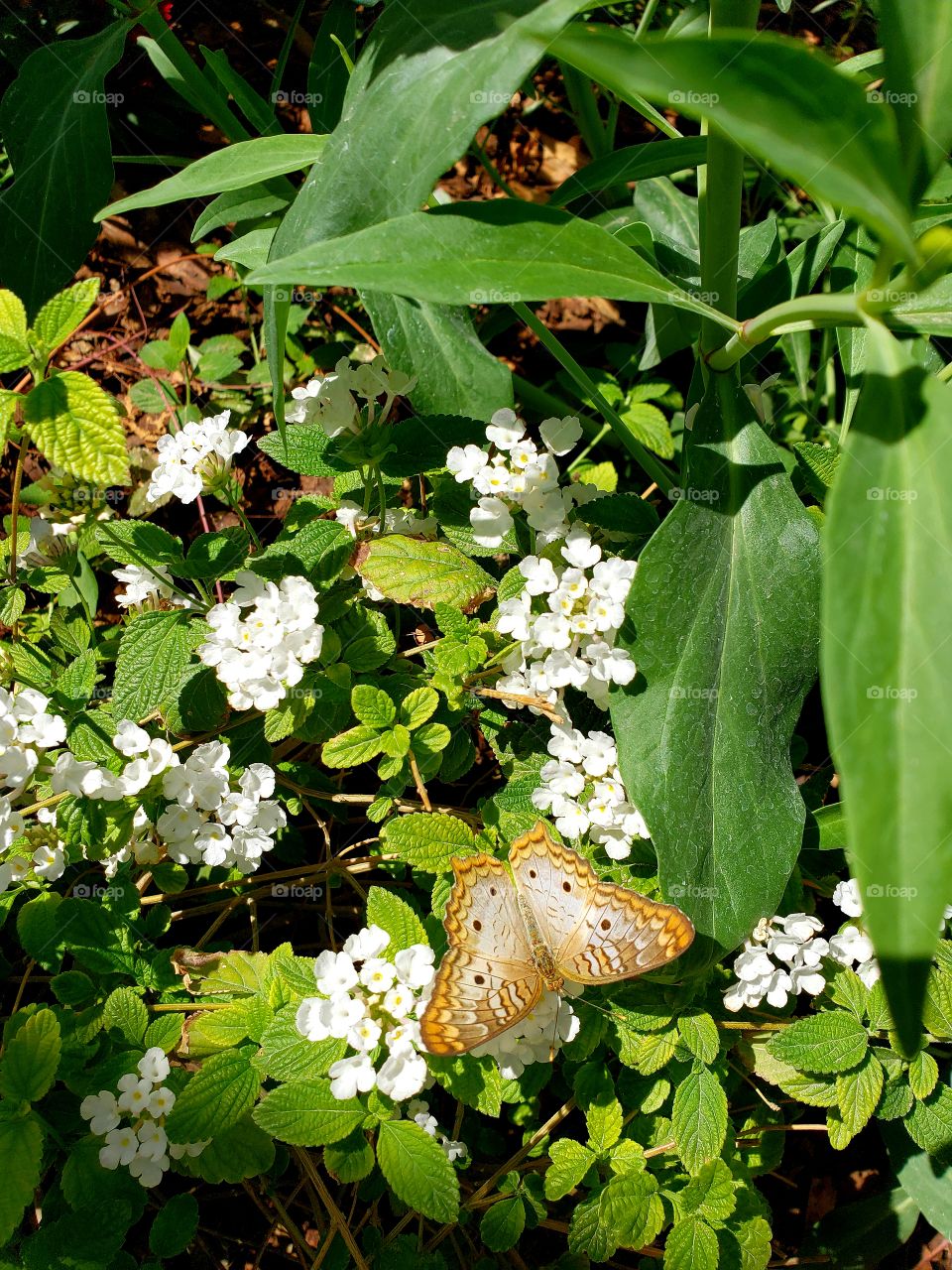 Beautiful Spring Butterfly