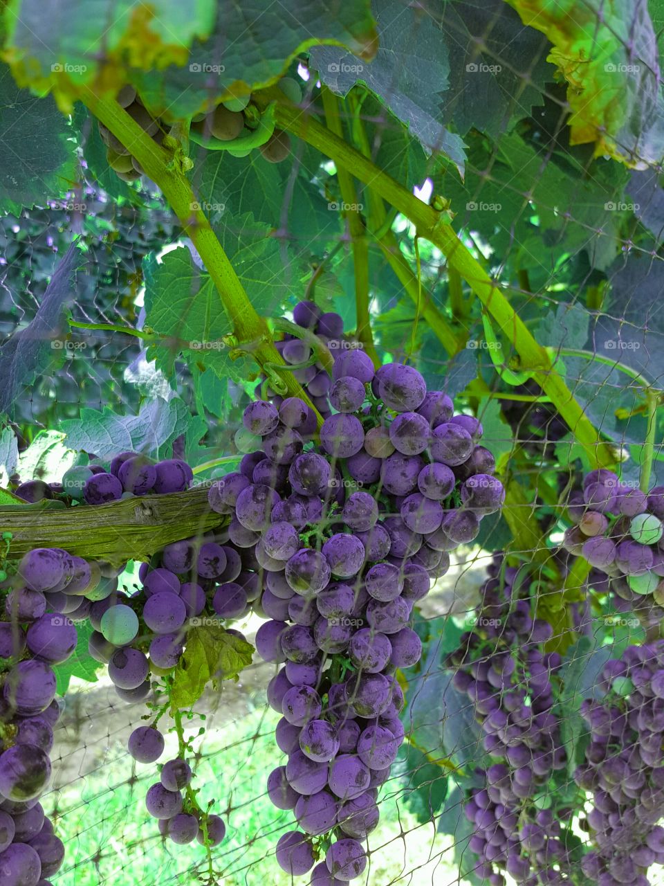 purple grapes on the vine