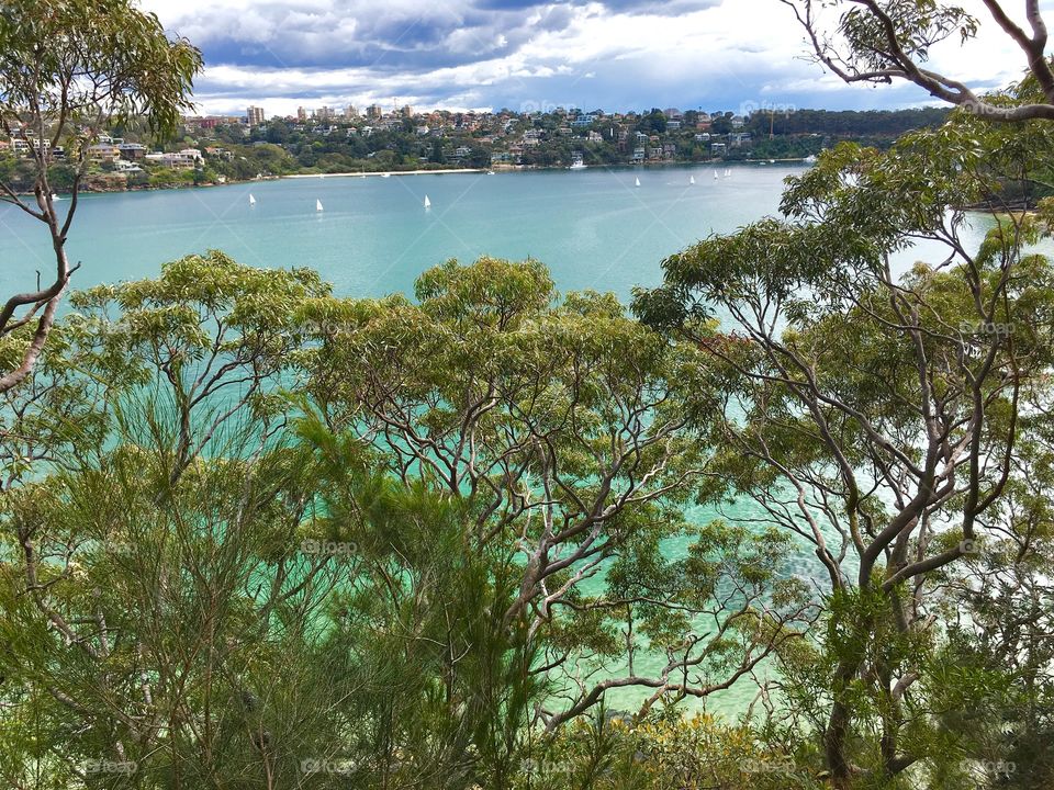 High angle view of trees in front of sea
