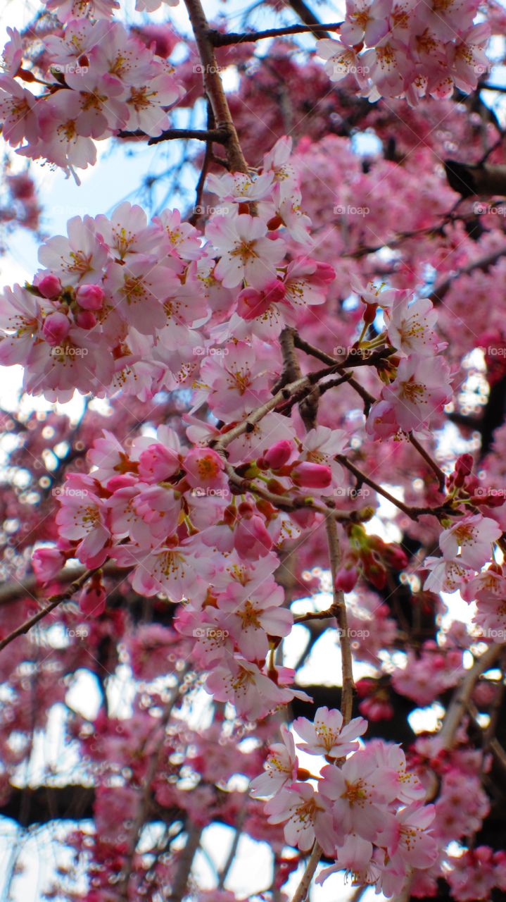 3/22/14 cherry blossoms. Sakura Japan 2014