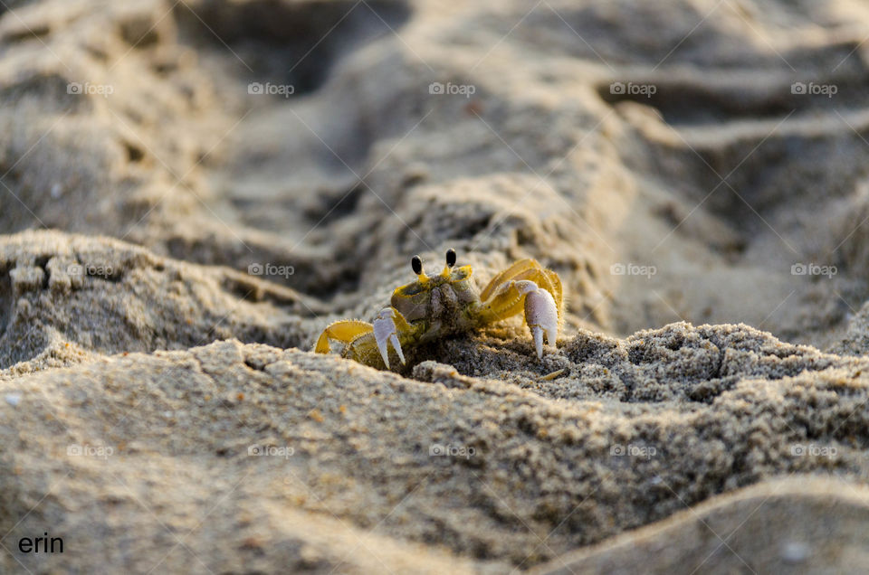 Crab on the beach 
