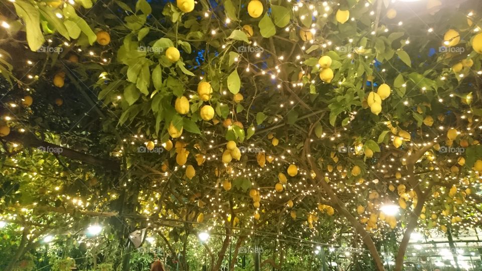 Lemon Garden in sorrento