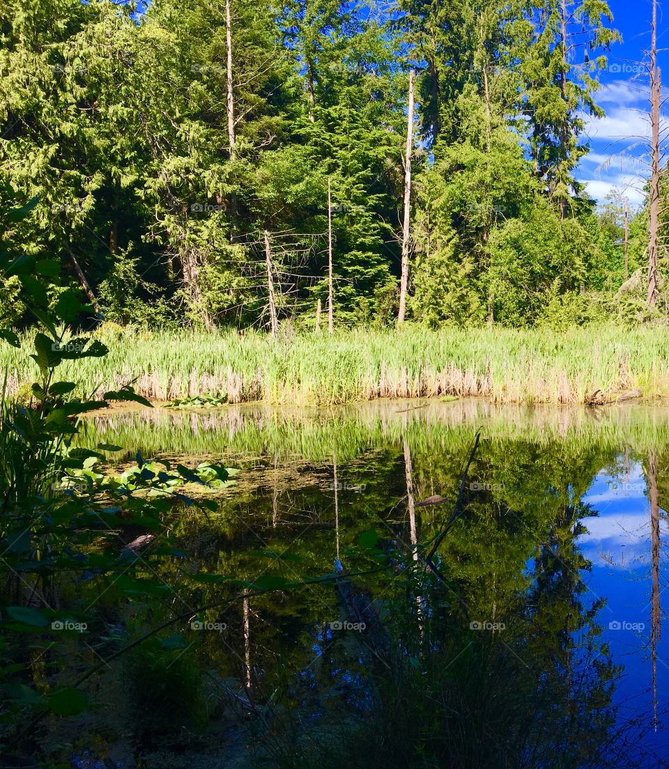 Forest Pond Reflection