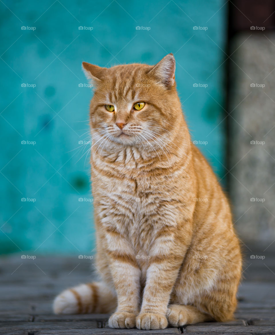 cute street red cat, with a very sad look.