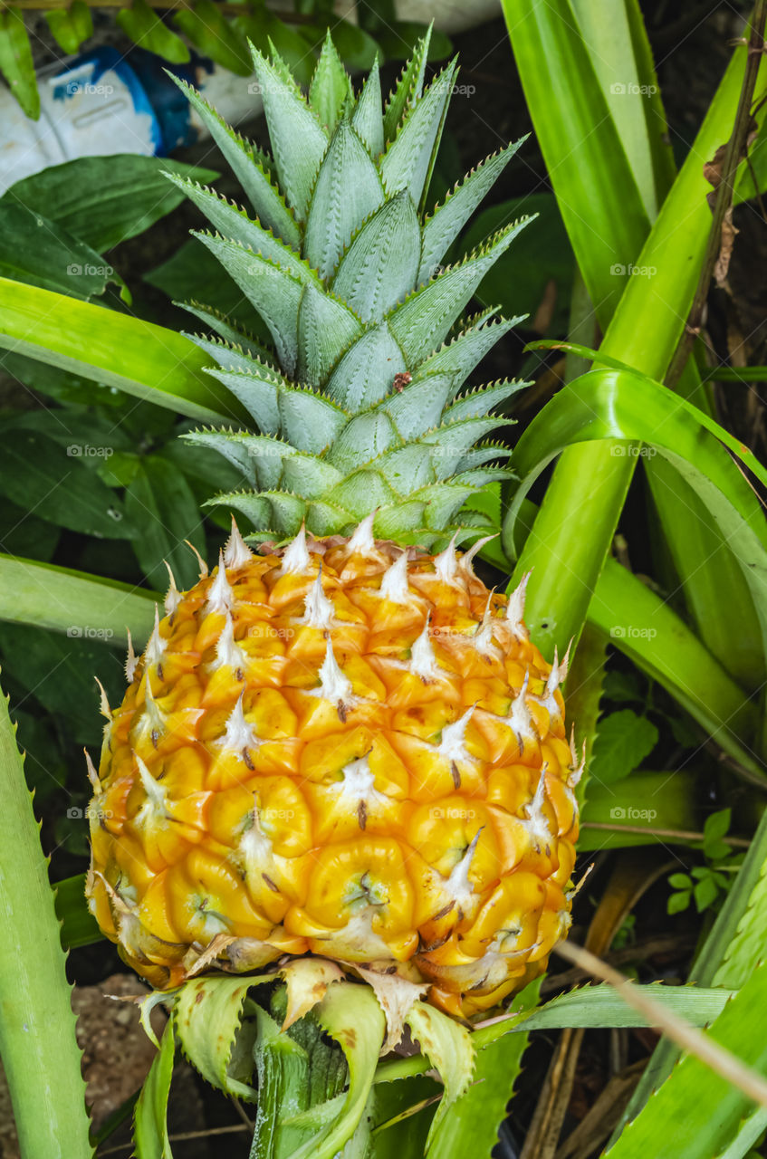 Ripe Pineapple In Garden