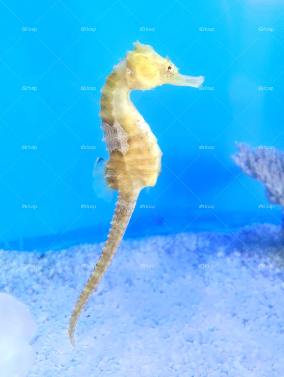 Seahorse friend