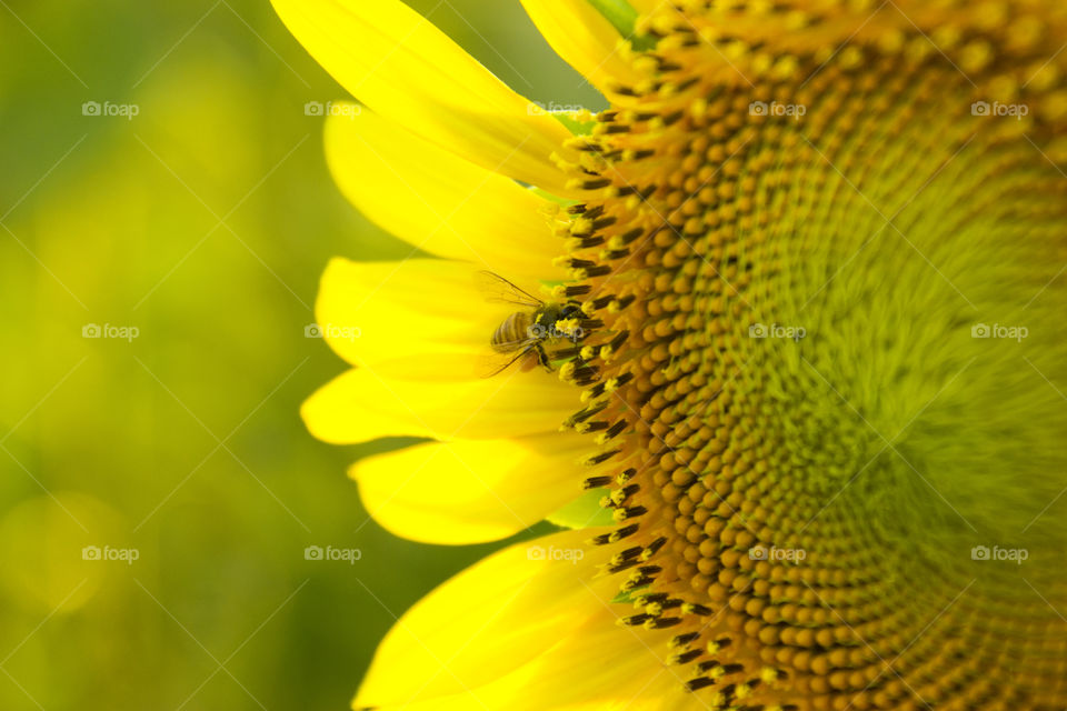 Bee pollinating sunflower