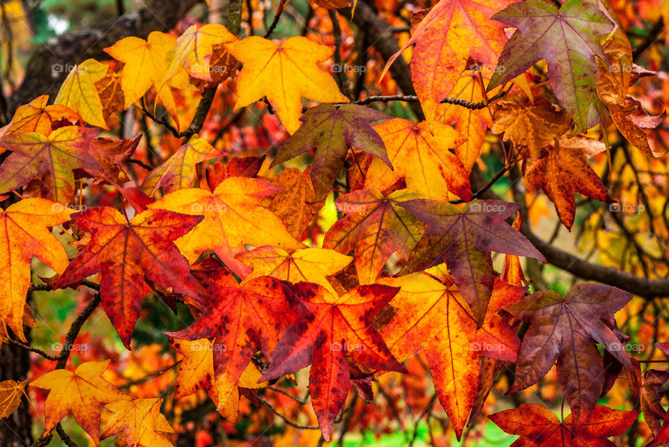 Hazel pine leaves, in yellow, orange and red hanging from the tree in autumn 