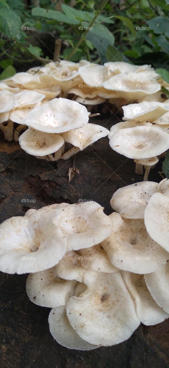 White mushrooms grow thickly on dead trees
